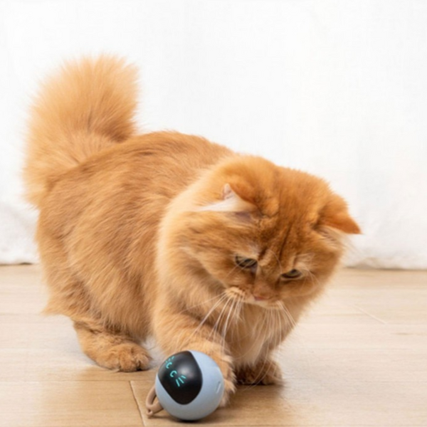 Cat Toys