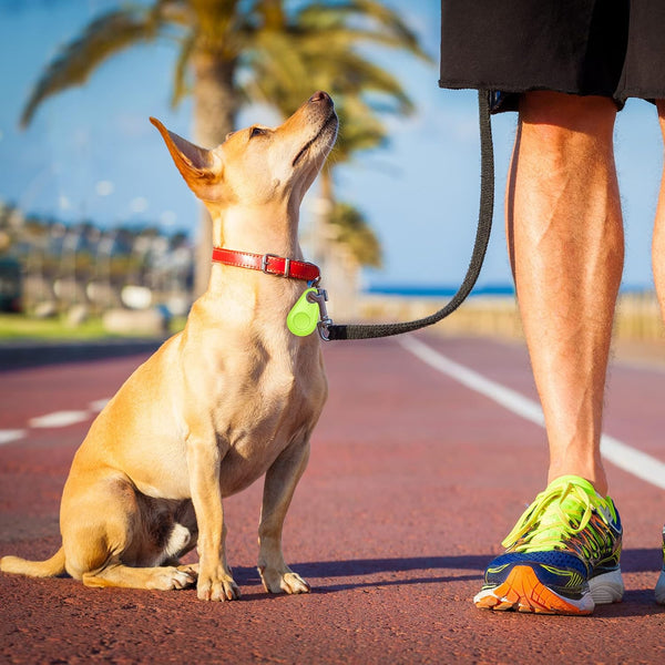 Dog Travel
