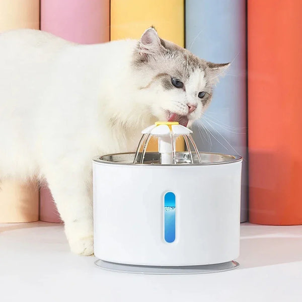 Cat Feeding