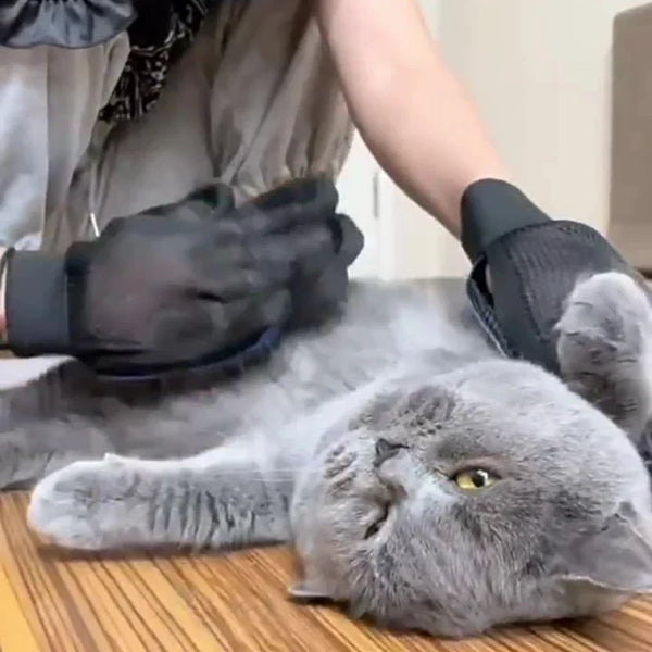 Cat Care & Grooming