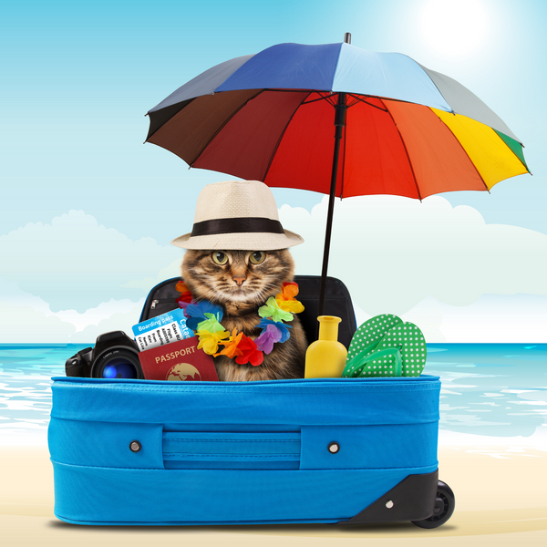 Cat Travel