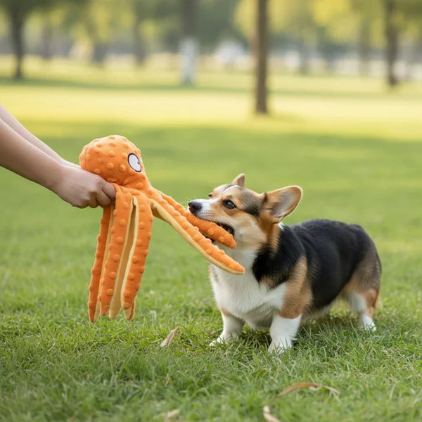 Dog Toys